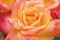 Joseph's Coat Climbing Rose 1.5 Gal Own-Root Multicolor Pink Yellow Orange Fragrant Hardy Zones 5-9