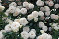 White Eden Climbing Rose 1.5 Gal Pot – Creamy White Blush Flowers, 100+ Petals, Own Root, Hardy Zones 5-9, Reblooms Spring to Fall