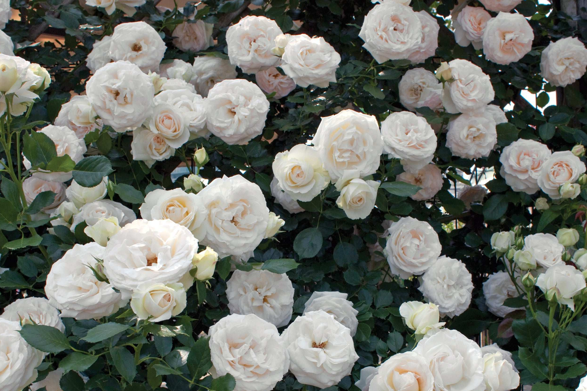 White Eden Climbing Rose 1.5 Gal Pot – Creamy White Blush Flowers, 100+ Petals, Own Root, Hardy Zones 5-9, Reblooms Spring to Fall