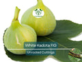 White Kadota Fig Cuttings 6" Unrooted Ficus carica Grafting Fruit Tree Propagation