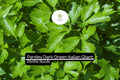 1000 Seeds Dark Green Italian Giant Parsley Herb Seeds | Petroselinum crispum neapolitanum | Non-GMO, Heirloom, High-Yield, Flavorful