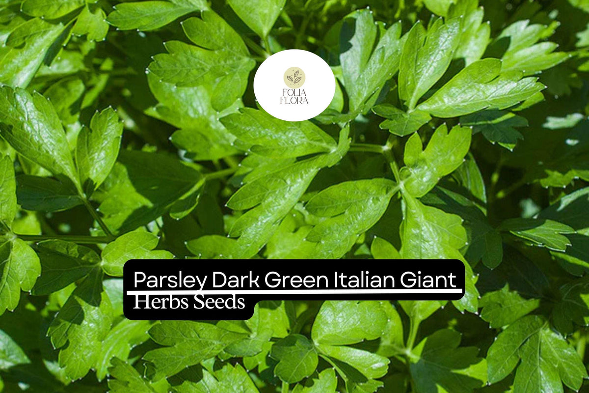 1000 Seeds Dark Green Italian Giant Parsley Herb Seeds | Petroselinum crispum neapolitanum | Non-GMO, Heirloom, High-Yield, Flavorful