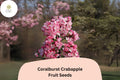 25+ Coralburst Crabapple Seeds | Malus ‘Coralburst’ Ornamental Tree with Coral-Pink Blossoms & Red Fall Fruit