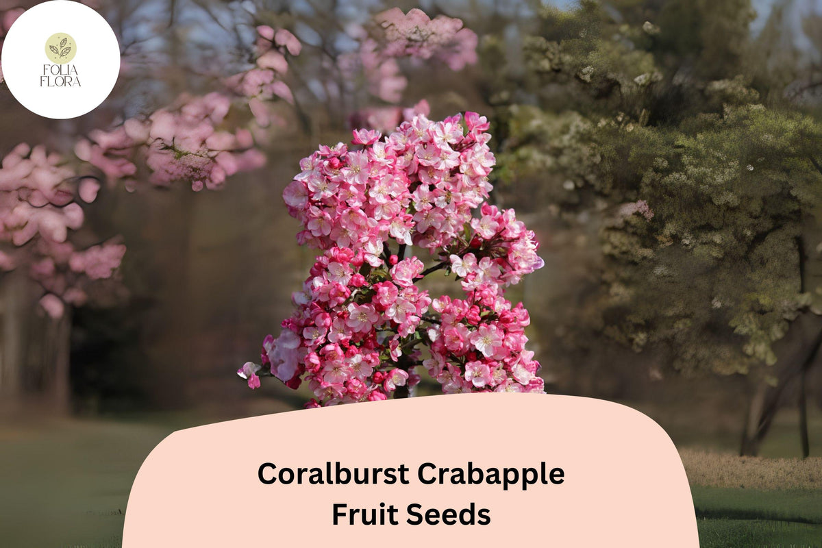25+ Coralburst Crabapple Seeds | Malus ‘Coralburst’ Ornamental Tree with Coral-Pink Blossoms & Red Fall Fruit