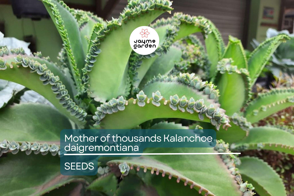 Mother of Thousands Seeds – Rare Succulent Kalanchoe daigremontiana, Mexican Hat Plant, Indoor & Outdoor Garden Propagation, 25 Seeds