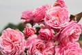 Summer Romance Rose 1.5 Gal Fragrant Pink Floribunda Own-Root Rebloomer Apple & Licorice Scent Hardy Zones 5-10