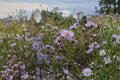 Smooth Blue Aster Seeds – Symphyotrichum laeve, Native Perennial Wildflower, Pollinator-Friendly, Lavender-Blue Flowers, 100 Seeds