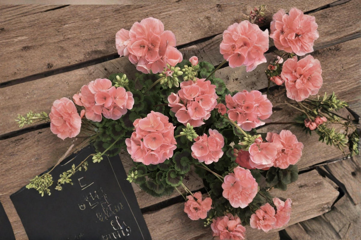 Coral Zonal Geranium Cuttings, Unrooted Pelargonium Flowering Plant for Garden & Container, 10 Stem Propagation