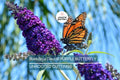 Purple Butterfly Bush Cuttings - 7 Unrooted 6" Live Plants, Buddleja davidii, Flowering Shrub for Outdoor Gardens, Pollinator Attracting, Fast-Growing