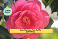 Camellia japonica Rose Pink Ruffle Cuttings – Unrooted Flowering Shrub with 5-Inch Pink Ruffled Blooms for Garden & Container