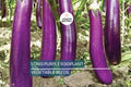 Long Purple Eggplant Seeds – Heirloom, NON-GMO, High Yield, Solanum melongena, Vegetable Seeds for Home Garden