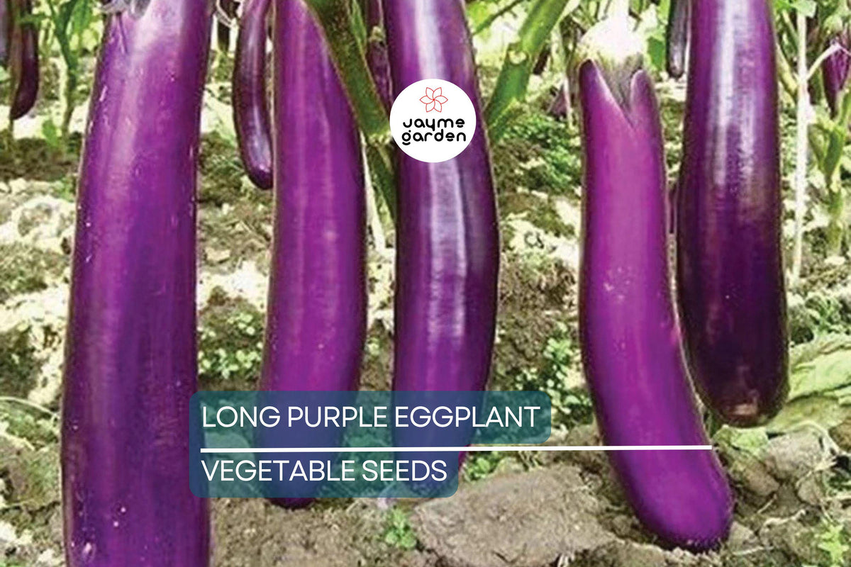 Long Purple Eggplant Seeds – Heirloom, NON-GMO, High Yield, Solanum melongena, Vegetable Seeds for Home Garden