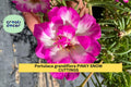Portulaca grandiflora Pinky Snow Cuttings | 10 Unrooted 5" Succulent Starts | Pink-White Blooming Ground Cover