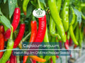 30 Seeds Hatch Big Jim Chili Pepper – Capsicum annuum Heirloom Hot Pepper for Gardening, Roasting & Cooking