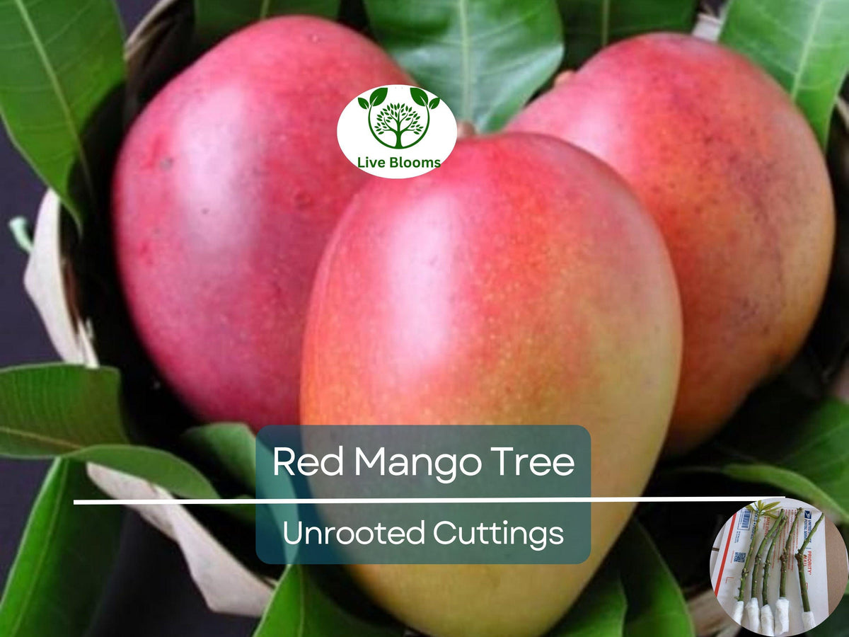 5 Red Mango Fruit Tree Scion Cuttings, Unrooted Grafting Propagation, Tropical Mango (Mangifera indica)