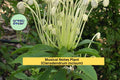 Live Musical Notes Plant, Clerodendrum incisum, Tropical Flowering Shrub, Rooted Starter for Containers & Gardens
