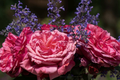 Loves Me Loves Me Not Rose - 1.5 Gal Fragrant Deep Pink Hybrid Tea with 200+ Petals, Reblooming, Own-Root, Zones 5-10