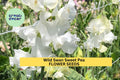 50+ Wild Swan Sweet Pea Seeds – Soft White & Lavender Fragrant Blooms for Garden Planting, Climbing Vines for Trellises – USA