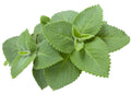 Organic Cuban Oregano Plant 5-7 Inches Well Rooted Indian Borage Plectranthus Amboinicus for Cooking & Medicinal Use