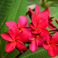 Red Hawaiian Plumeria Cutting 9-12" Fragrant Frangipani Flower Tropical Garden Starter Plant