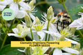50 Seeds Clematis virginiana – Native Wildflower Flowering Vine Seeds for Planting, Fragrant White Blooms, Butterfly Attracting, Hardy Perennial