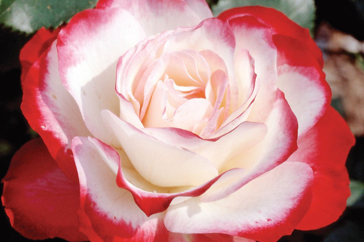 Cherry Parfait Rose - 1.5 Gal Pot, Fragrant Red & White Grandiflora, Own-Root, Heavy Reblooming, Disease-Resistant Garden Rose Plant