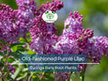 2 Old-Fashioned Purple Lilac Shrubs Bare Root Starter Plants Heirloom Syringa for Spring Garden & Hedge