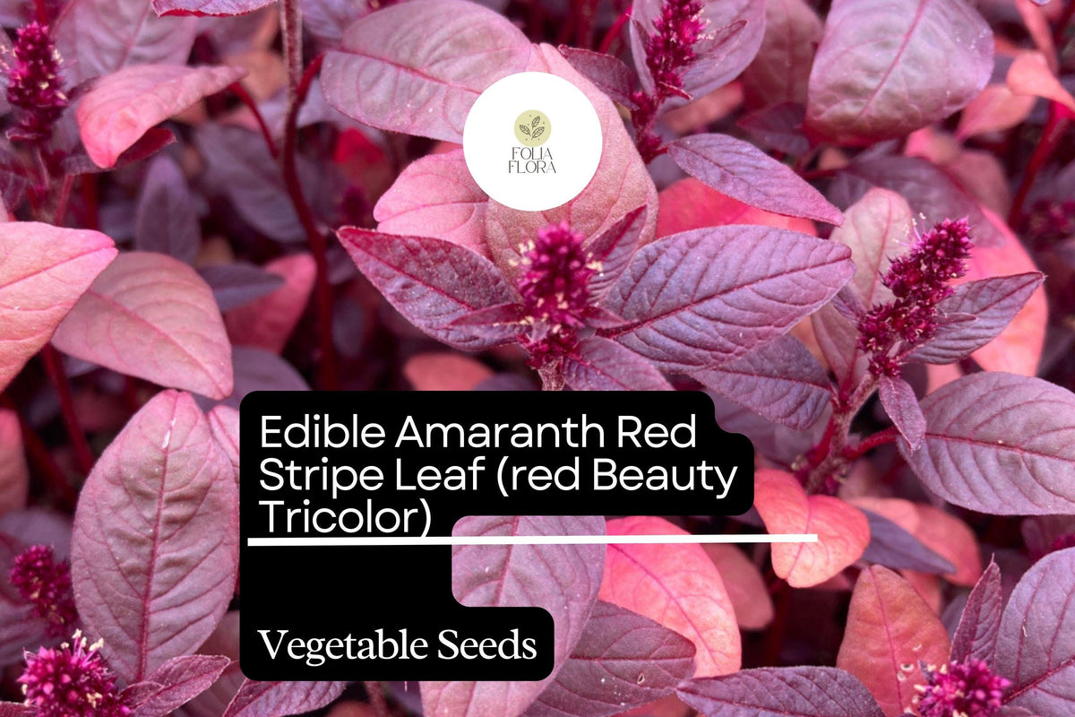 Edible Amaranth Seeds 500mg, Red Beauty, Tricolor Leaves, Amaranthus tricolor, Microgreens & Vegetables