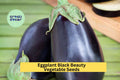Black Beauty Eggplant Seeds – Heirloom Variety for Large Deep Purple Fruits, 3 Pack of 300mg Seeds, Solanum melongena