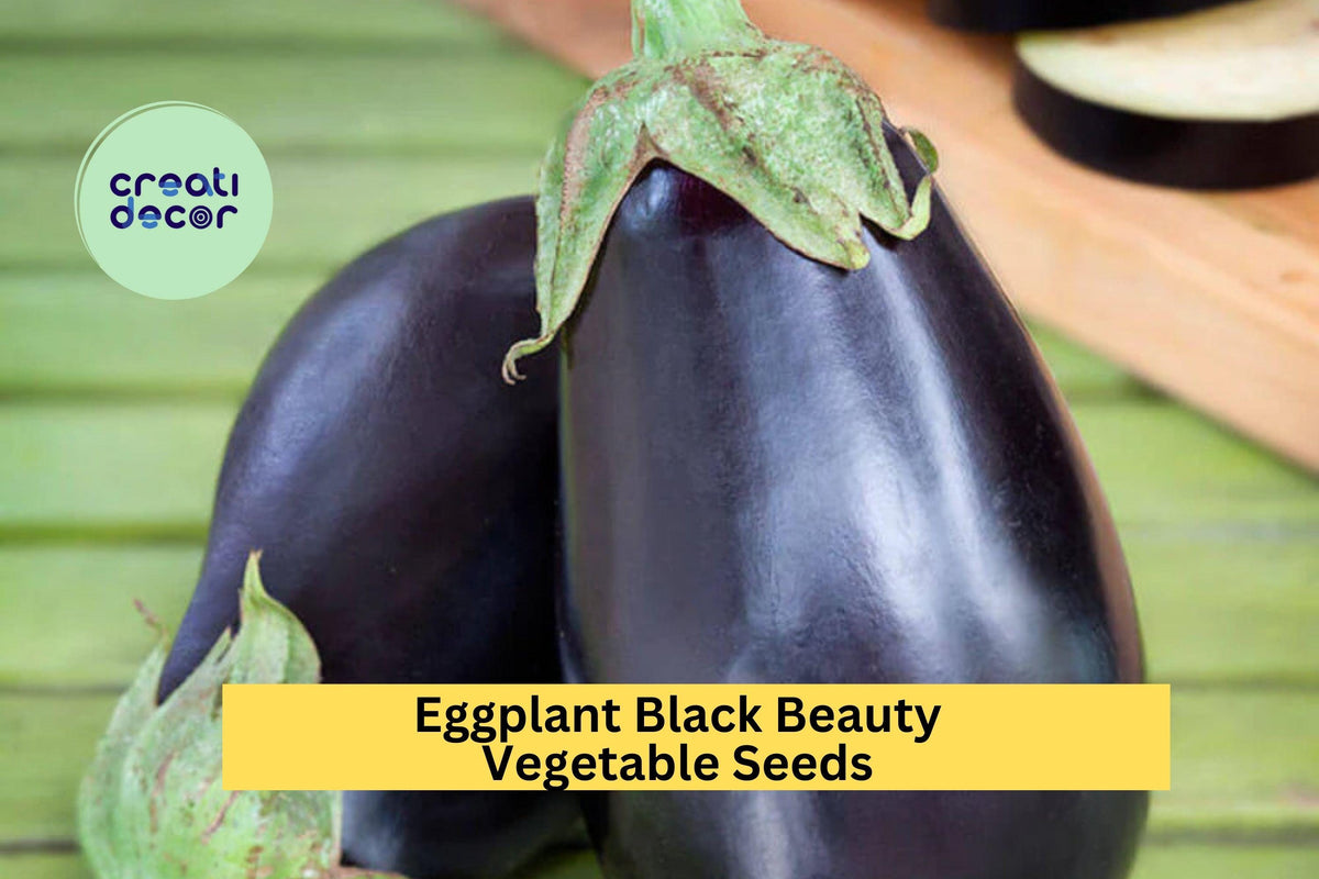 Black Beauty Eggplant Seeds – Heirloom Variety for Large Deep Purple Fruits, 3 Pack of 300mg Seeds, Solanum melongena