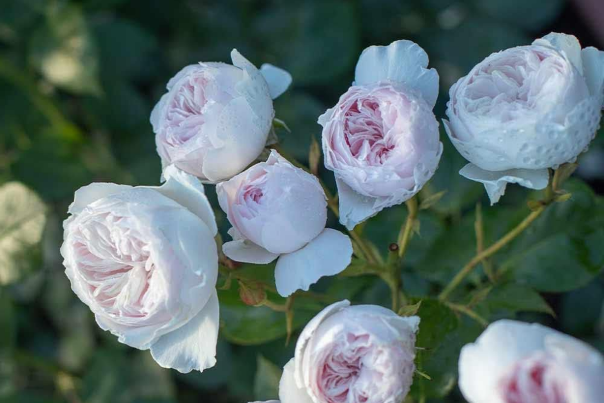 Earth Angel Parfuma Rose - 1.5 Gal Floribunda Rose with Fragrant Blush Pink Peony Blooms, Own-Root, Disease-Resistant, Zones 5-10