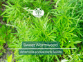 1000 Sweet Wormwood Herb Seeds Artemisia annua Drought-Tolerant Aromatic Tea Herb for Garden & Herbal Remedies