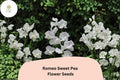 Romeo Sweet Pea Seeds | White Climbing Flowering Vine | Lathyrus odoratus | Garden Planting (50+ Seeds)