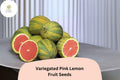 5+ Variegated Pink Lemon Seeds – Unique Striped Citrus Tree with Pink Flesh – Fragrant, High-Yielding, Self-Pollinating, Indoor & Outdoor