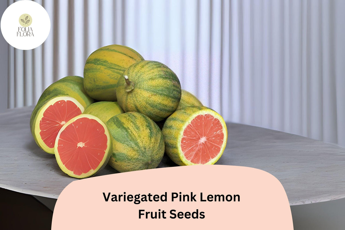 5+ Variegated Pink Lemon Seeds – Unique Striped Citrus Tree with Pink Flesh – Fragrant, High-Yielding, Self-Pollinating, Indoor & Outdoor