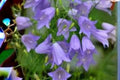 100 Seeds Campanula rotundifolia Harebells Perennial for Meadows & Rock Gardens, Blue Bell-Shaped Flowers