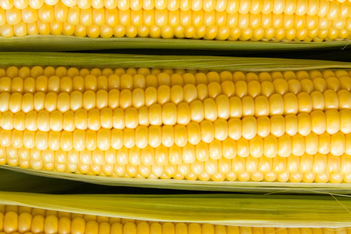 Baby Corn Seeds - Non-GMO Heirloom for Pickling & Cooking, Zea mays, Compact Annual Garden Seeds