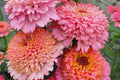 Pink Mix Zinnia Seeds - Double Blooms for Cut Flowers & Butterfly Garden - Zinnia elegans, USA Grown, Heat Tolerant, Pollinator Attracting