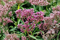 100 Joe Pye Weed Seeds – Eutrochium maculatum Native Pollinator Wildflower for Butterflies & Bees