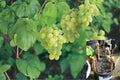 Thompson Seedless Grapevine Cuttings – Vitis vinifera, Seedless Table Grape, Climbing Vine for Garden & Vineyard