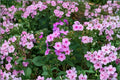 100 Annual Phlox Seeds – Phlox drummondii – Vibrant Summer Flower Pollinator Plant Seed Pack