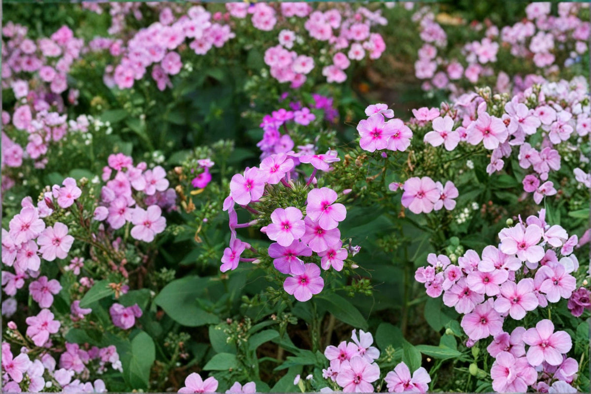 100 Annual Phlox Seeds – Phlox drummondii – Vibrant Summer Flower Pollinator Plant Seed Pack