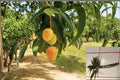 Carrie Mango Scions for Grafting, Mangifera indica, Tropical Fruit Tree, Sweet Aromatic Mango, 3 Scions