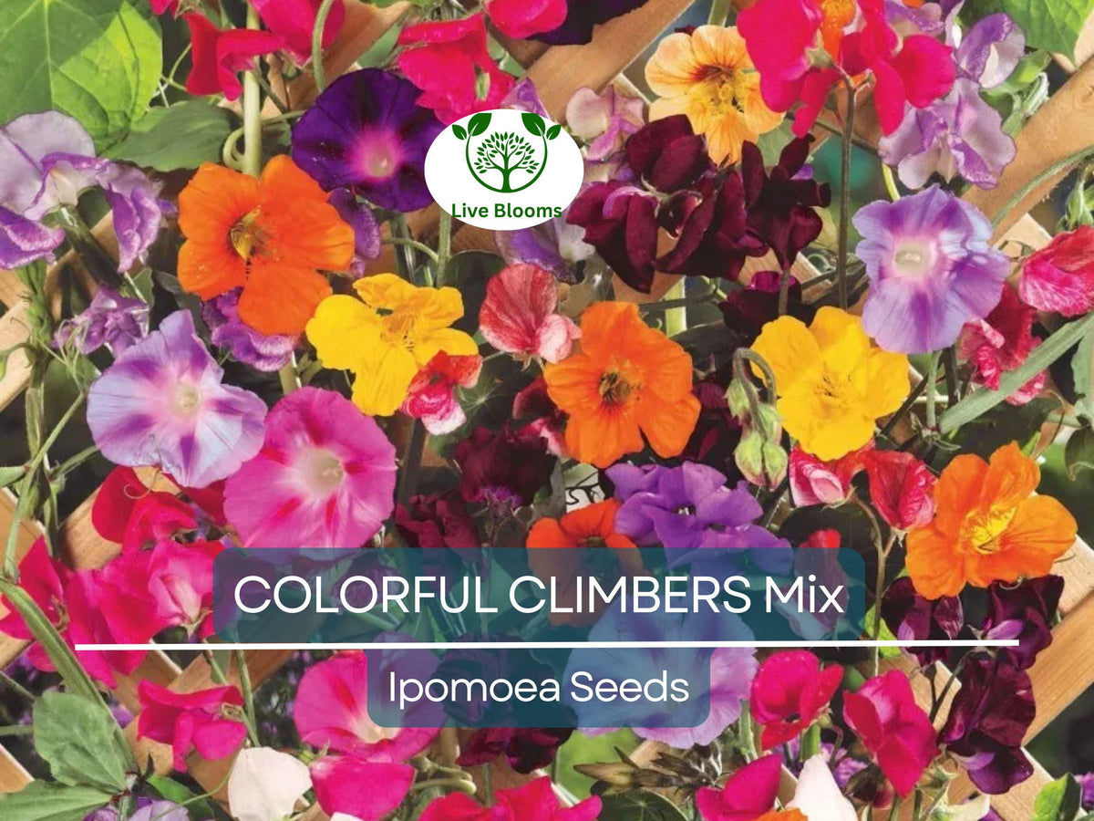 Colorful Climbing Seeds Mix – Morning Glory, Sweet Pea, Nasturtium Vines, Non-GMO, Fast-Growing, Vertical Garden & Trellis Plants