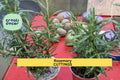2 Rosemary Rooted Cuttings – Live Bare Root Herb Plants for Garden or Container – Salvia rosmarinus