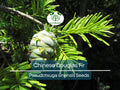 Chinese Douglas Fir Tree Seeds 20 Pseudotsuga sinensis Evergreen Conifer for Landscaping & Reforestation