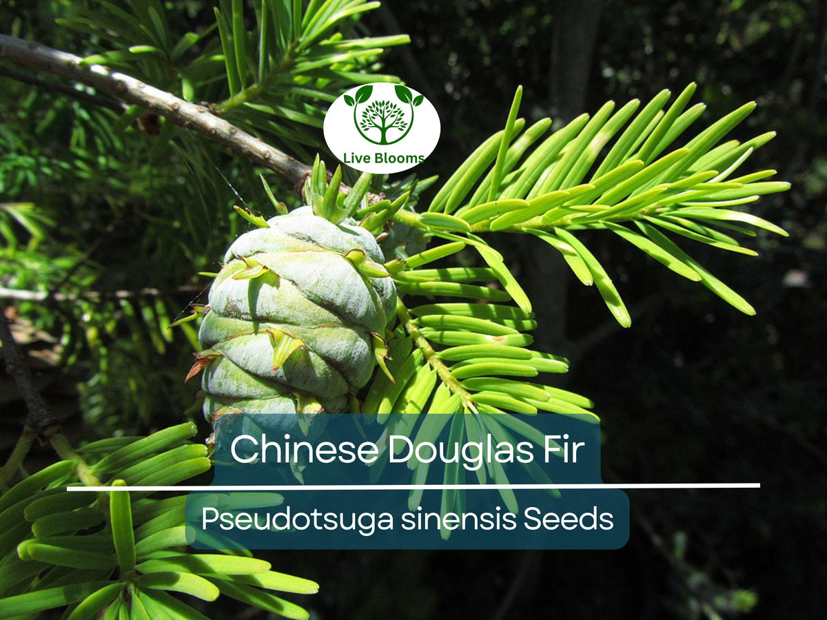 Chinese Douglas Fir Tree Seeds 20 Pseudotsuga sinensis Evergreen Conifer for Landscaping & Reforestation