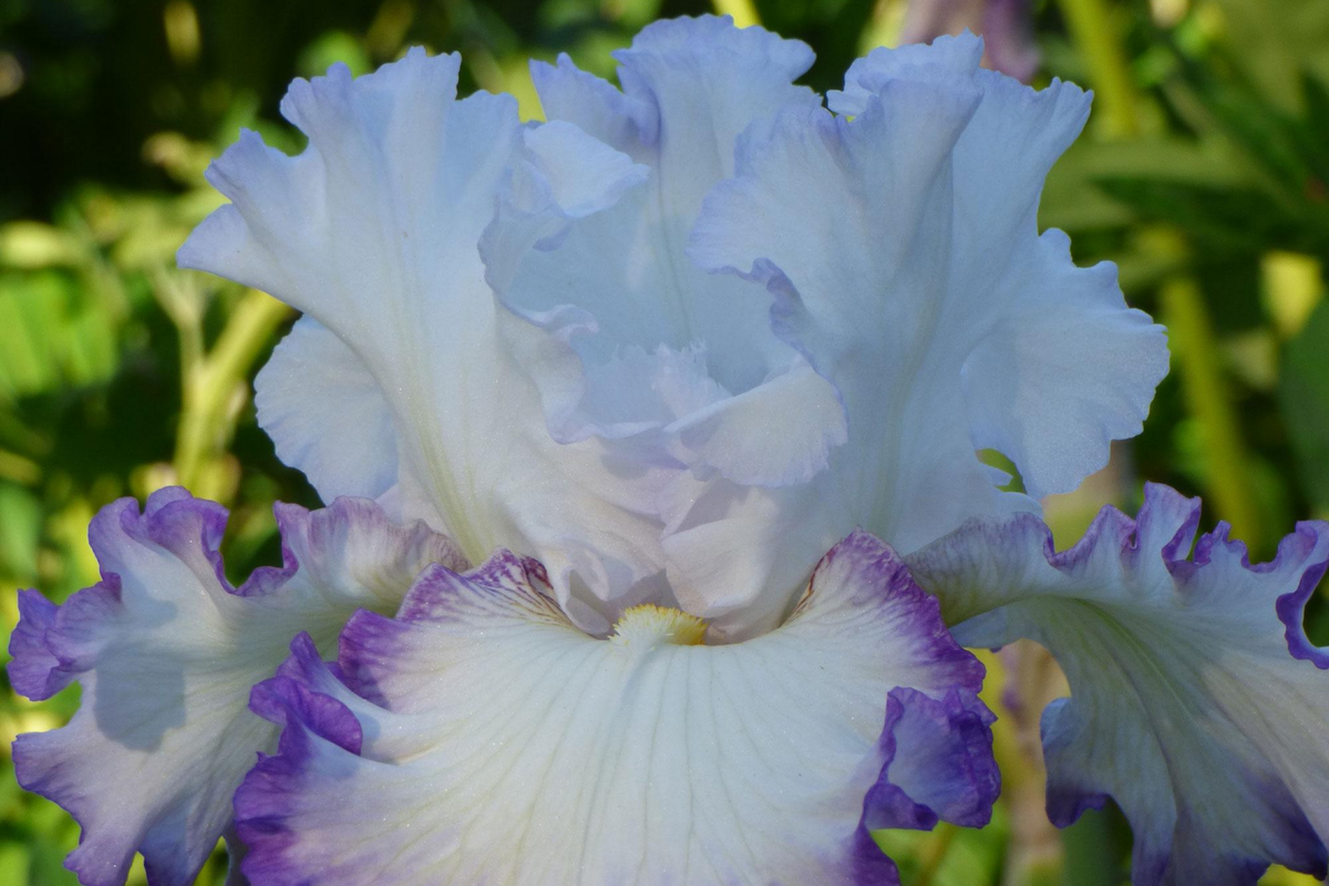 Center Ice Iris Plant - Quart Pot, Bearded Iris, Purple & White Flowers, Hardy Perennial, Zones 3-10