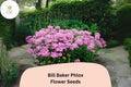 Bill Baker Phlox Seeds – Perennial Flower Seeds for Garden, Soft Pink-Lavender Blooms, Phlox paniculata, Butterfly & Hummingbird Attracting
