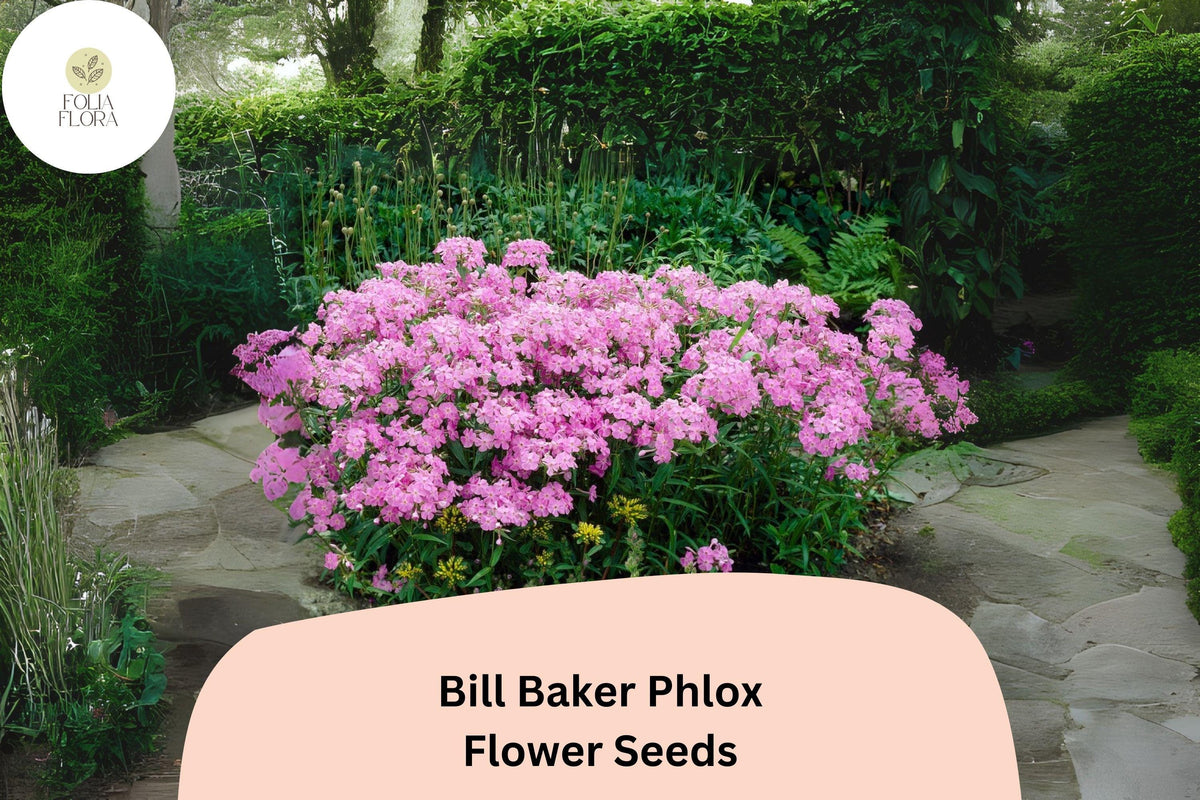 Bill Baker Phlox Seeds – Perennial Flower Seeds for Garden, Soft Pink-Lavender Blooms, Phlox paniculata, Butterfly & Hummingbird Attracting
